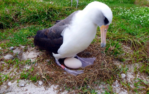 Самая старая птица в мире снесла яйцо