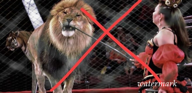 Кабмін підтримав заборону на використання диких тварин у цирках