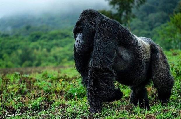Топ-8 событий сделавшие мир лучше в 2018 году: от спасения горилл до сокращения бедности