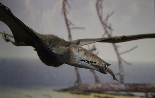 В Великобритании нашли неизвестный вид летающего динозавра